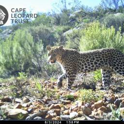 Leopard